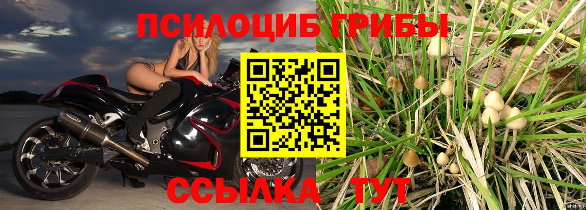 Псилоцибиновые грибы Cubensis Петровск